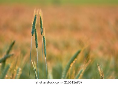 Rye (Secale Cereale) Is Grass Grown Extensively As Grain, A Cover Crop And Forage Crop. It Is Member Of Wheat Tribe (Triticeae) And Is Closely Related To Both Wheat (Triticum) And Barley (Hordeum).