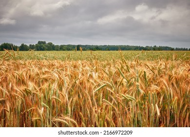 Rye (Secale Cereale) Is Grass Grown Extensively As Grain, Cover Crop And Forage Crop. It Is Member Of Wheat Tribe (Triticeae) And Is Closely Related To Both Wheat (Triticum) And Barley (genus Hordeum)