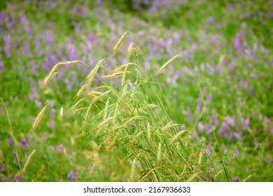 Rye (Secale Cereale) Is Grass Grown Extensively As Grain, Cover Crop And Forage Crop. It Is Member Of Wheat Tribe (Triticeae) And Is Closely Related To Both Wheat (Triticum) And Barley (genus Hordeum)