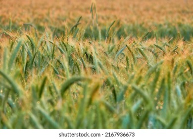 Rye (Secale Cereale) Is Grass Grown Extensively As Grain, A Cover Crop And Forage Crop. It Is Member Of Wheat Tribe (Triticeae) And Is Closely Related To Both Wheat (Triticum) And Barley (Hordeum).