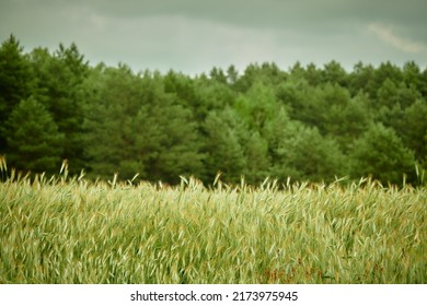 Rye (Secale Cereale) Is Grass Grown Extensively As Grain, Cover Crop And Forage Crop. It Is Member Of Wheat Tribe (Triticeae) And Is Closely Related To Both Wheat (Triticum) And Barley (genus Hordeum)