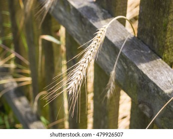 Rye (Secale Cereale) Is A Grass Grown Extensively As A Grain, A Cover Crop And As A Forage Crop.