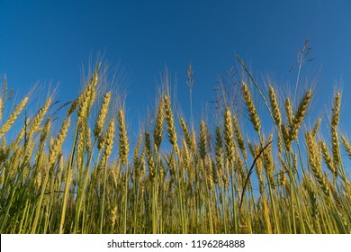 Rye And Wheat Field. Ripe Grain Spikelets. Cover Crop And A Forage Crop. Blue Sky Background. Agricultural Concept.