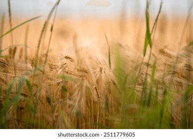 Rye yellow field in autumn close-up - Powered by Shutterstock