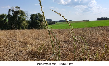 Ryegrass Resistant To Glyphosate Herbicide, Weed Resistance