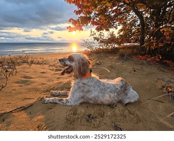 Ryman Setter dog in early morning with Garmin GPS collar