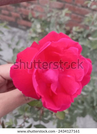 it 's  a beautiful flower.. commonly know by the name rose 🌹.. most of the people love this flower ( rose 🌹) ( flower 🌹) ( closeup shot of red rose 🌹)