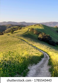 S Curve Path On Beutiful Green Hill With An Early Morning Yellow Tone 