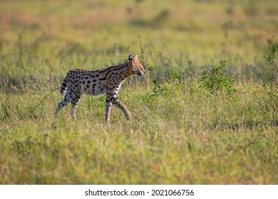 S Serval Cat Hunting. Taken In Kenya