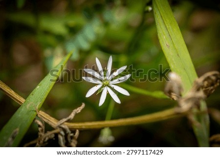 S single flower called the lesser stitchwort