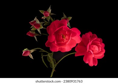 S A small bunch of red reoses with buds starting to bloom. - Powered by Shutterstock