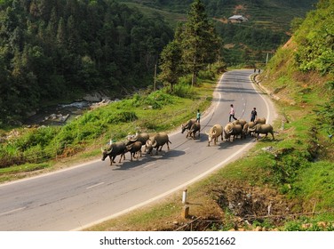 Sa Pa, Vietnam - Oct 3, 2013. Children herding buffalo on the road in Sa Pa, Vietnam. In the mountainous areas of northern Vietnam, children still have to work hard.