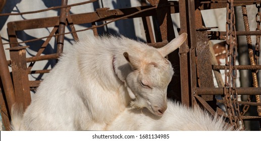 The Saanen, is a Swiss breed of domestic goat. Goat breeding. Love couple. Reproduction season-spring rutting. Courtship and copula in cloven-hoofed animals. The farming of livestock.