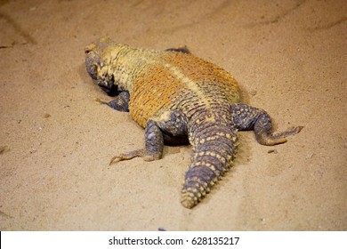 Saara Loricata – Iraqi Spiny-tailed Lizard