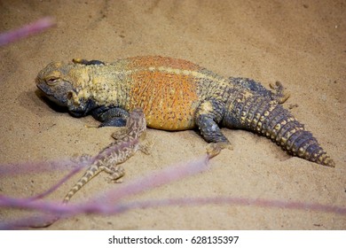 Saara Loricata – Iraqi Spiny-tailed Lizard