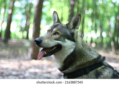 are wolfdogs legal in england