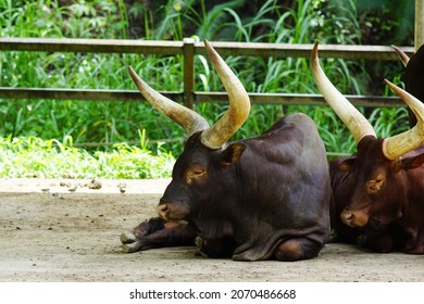 Sabah, Malaysia - July 19, 2012:Ankole-Watusi, Or Ankole Longhorn. Its Large, Distinctive Horns, That Can Reach Up To 2.4 M, And This Cow Breed Holds The Record For The Longest Horns In The World. 