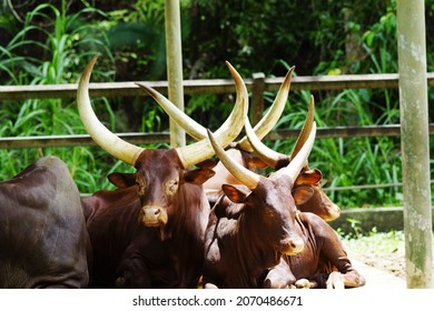 Sabah, Malaysia - July 19, 2012:Ankole-Watusi, Or Ankole Longhorn. Its Large, Distinctive Horns, That Can Reach Up To 2.4 M, And This Cow Breed Holds The Record For The Longest Horns In The World. 