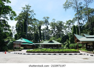 Sabah, Malaysia,10 Jan 2022, Sepilok Orangutan Rehabilitation Centre in the Malaysian Sabah District of North Borneo was founded in 1964, to rehabilitate orphaned orangutans.