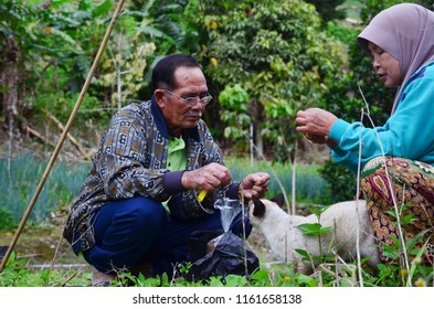 Sabah/Malaysia_Sep 19 2017: An Old Couple Fishing At The Side Of The Pool At Kundasang With Their Lovely Cat.