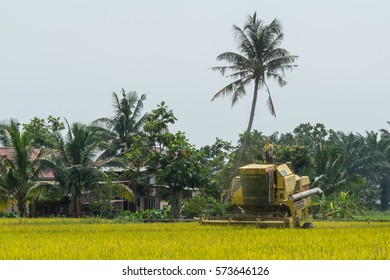 SABAK BERNAM, MALAYSIA - 1ST FEBRUARY 2017; Farmer uses machine to harvest rice on paddy field in Sabak Bernam  on February 1, 2017. Sabak Bernam is one of the major rice supplier in Malaysia.