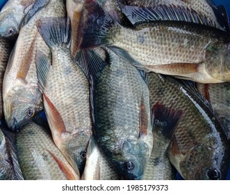 Sabak Bernam, Selangor, Malaysia - 4th June 2021 - Tilapia Fish.