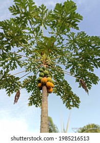 Sabak Bernam, Selangor, Malaysia - 4th June 2021 - Papaya Tree.