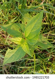 Sabak Bernam, Selangor, Malaysia - 4th June 2021 - Wild Grass In The Forest.