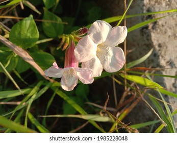 Sabak Bernam, Selangor, Malaysia - 4th June 2021 - Beautifull Flower.