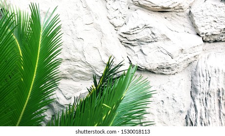 Sabal Palm in the bottom right to the side of a textured off-white rocky wall, perfect for a phone background, pinterest image, or blog post with lots of copy space