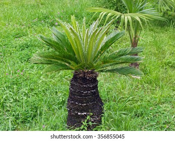 Sabal palm genus