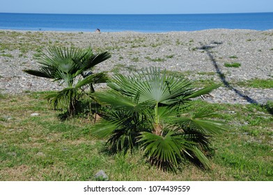 Sabal Palmetto (Cabbage Palmetto)