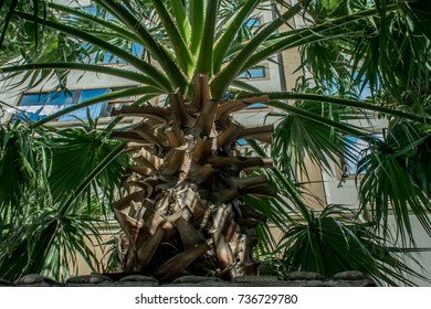 Sabal Palmetto (Cabbage Palmetto)