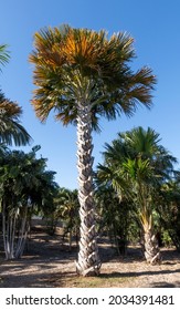 Sabal palmetto also known as cabbage palm, cabbage palmetto, sabal palm,