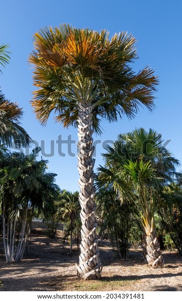 Sabal palmetto also known as cabbage palm, cabbage\
palmetto, sabal palm,