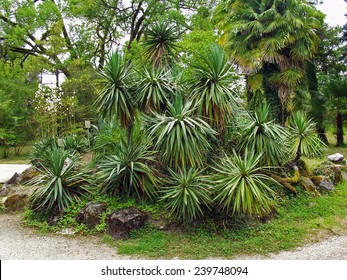 Sabal palms kind in the arboretum
