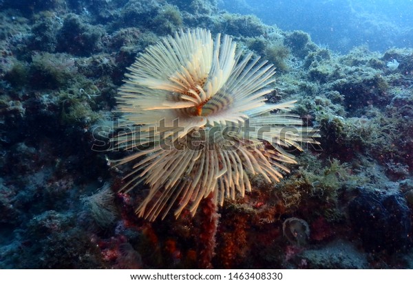 Sabella Spallanzanii Species Marine Polychaete Stock Photo 1463408330 ...