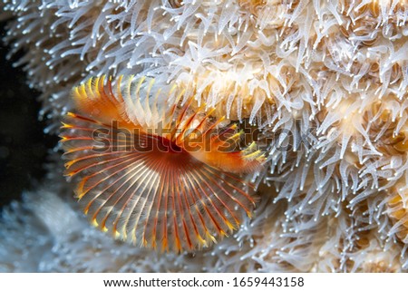 Sabellidae, or feather duster worms, are a family of marine polychaete tube worms characterized by protruding feathery branchiae.