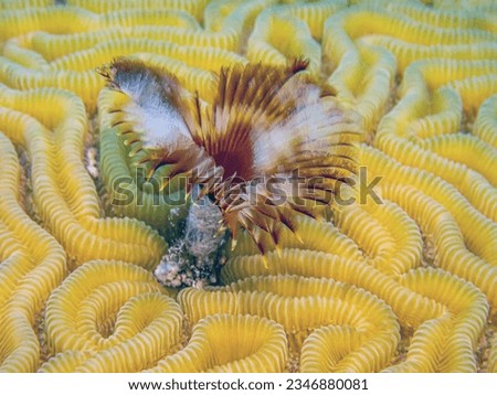 Sabellidae, or feather duster worms, are a family of marine polychaete tube worms characterized by protruding feathery branchiae.