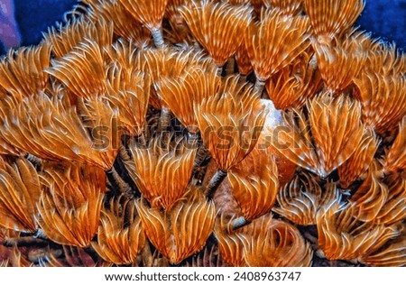 Sabellidae, or feather duster worms, are a family of marine polychaete tube worms characterized by protruding feathery branchiae. 
