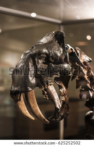 Saber tooth Skeleton