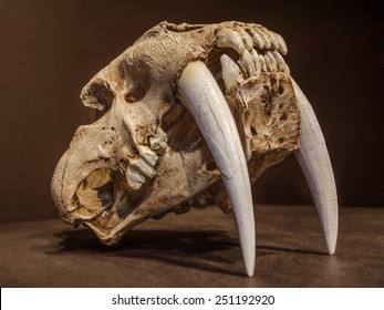 Saber tooth tiger skull, with long white front teeth.