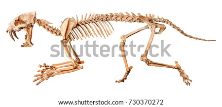 Saber - toothed tiger ( Hoplophoneus primaevus ) skeleton . Isolated background .