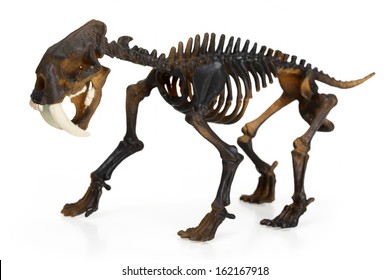 Saber Toothed Tiger Skeleton Isolated On White