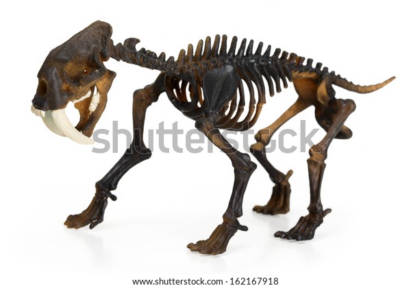 Saber Toothed Tiger Skeleton Isolated On Stock Photo (Edit Now) 162167918