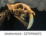 Sabertooth skull in a museum