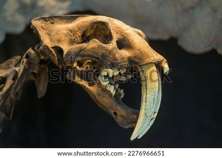 Sabertooth skull in a museum