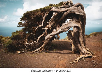 Sabine tree twisted by the wind on the island of El Hierro
