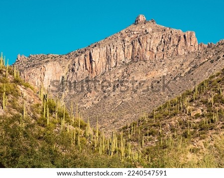 Sabino Canyon and saguaro cactus lined foothills of the Santa Catalina Mountains in Tucson, Arizona.