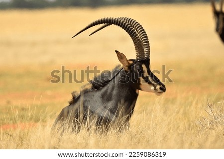 Sable Antelope - Hippotragus Niger Niger